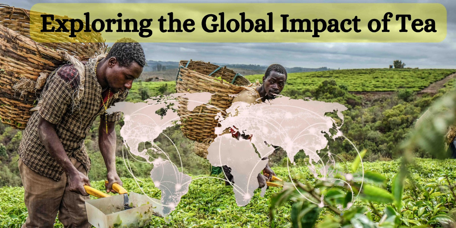 Exploring the Global Impact of Tea