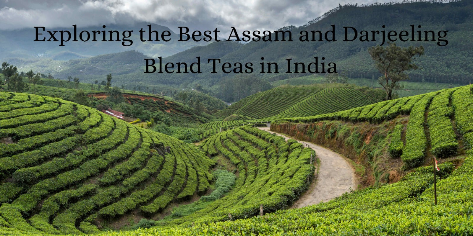 Exploring the Best Assam and Darjeeling Blend Teas in India