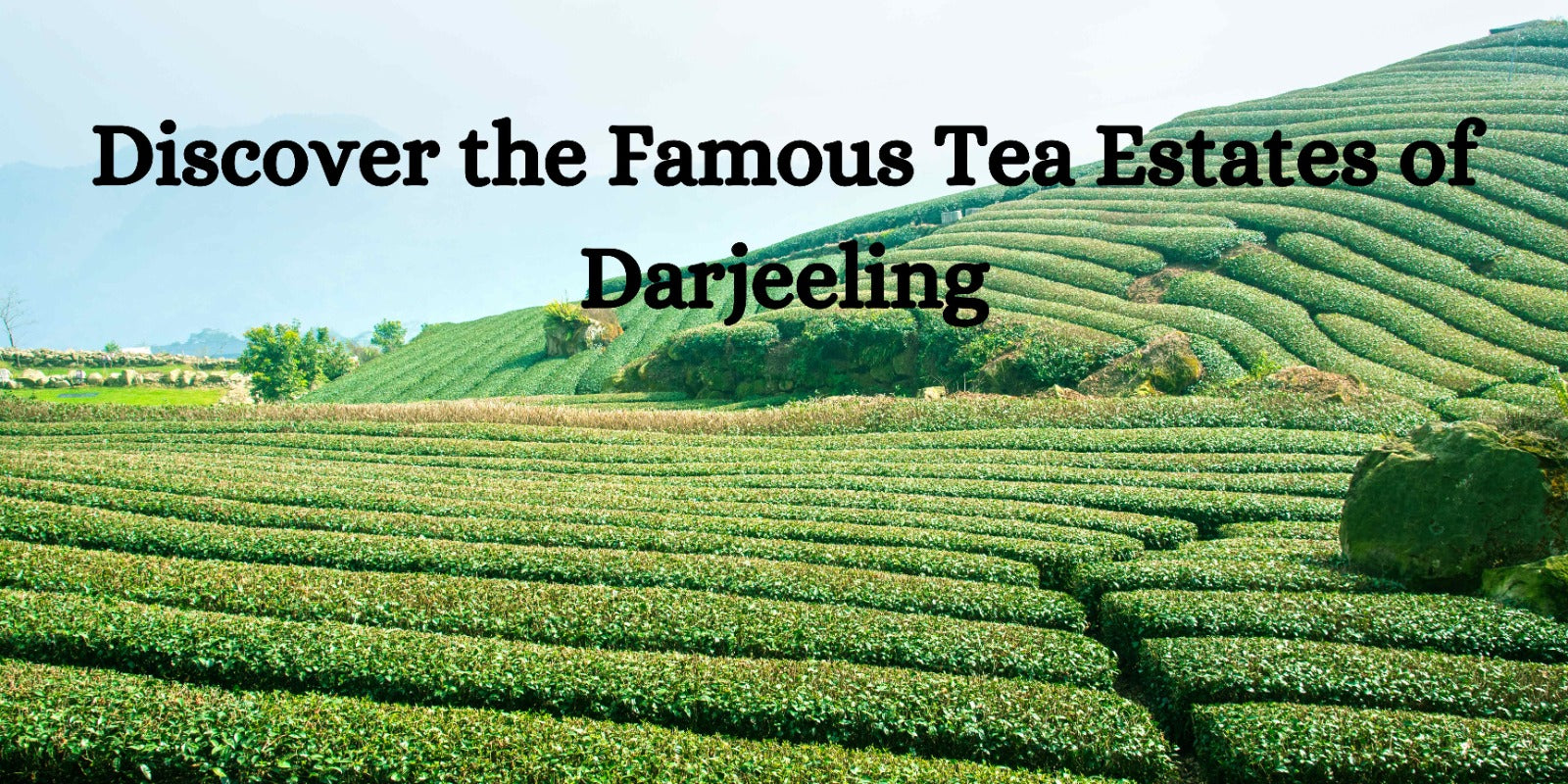 Discover the Famous Tea Estates of Darjeeling