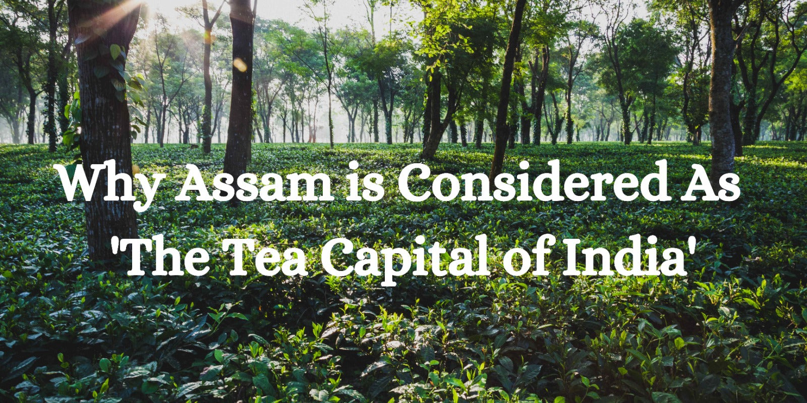 Why Assam is Considered As 'The Tea Capital of India'