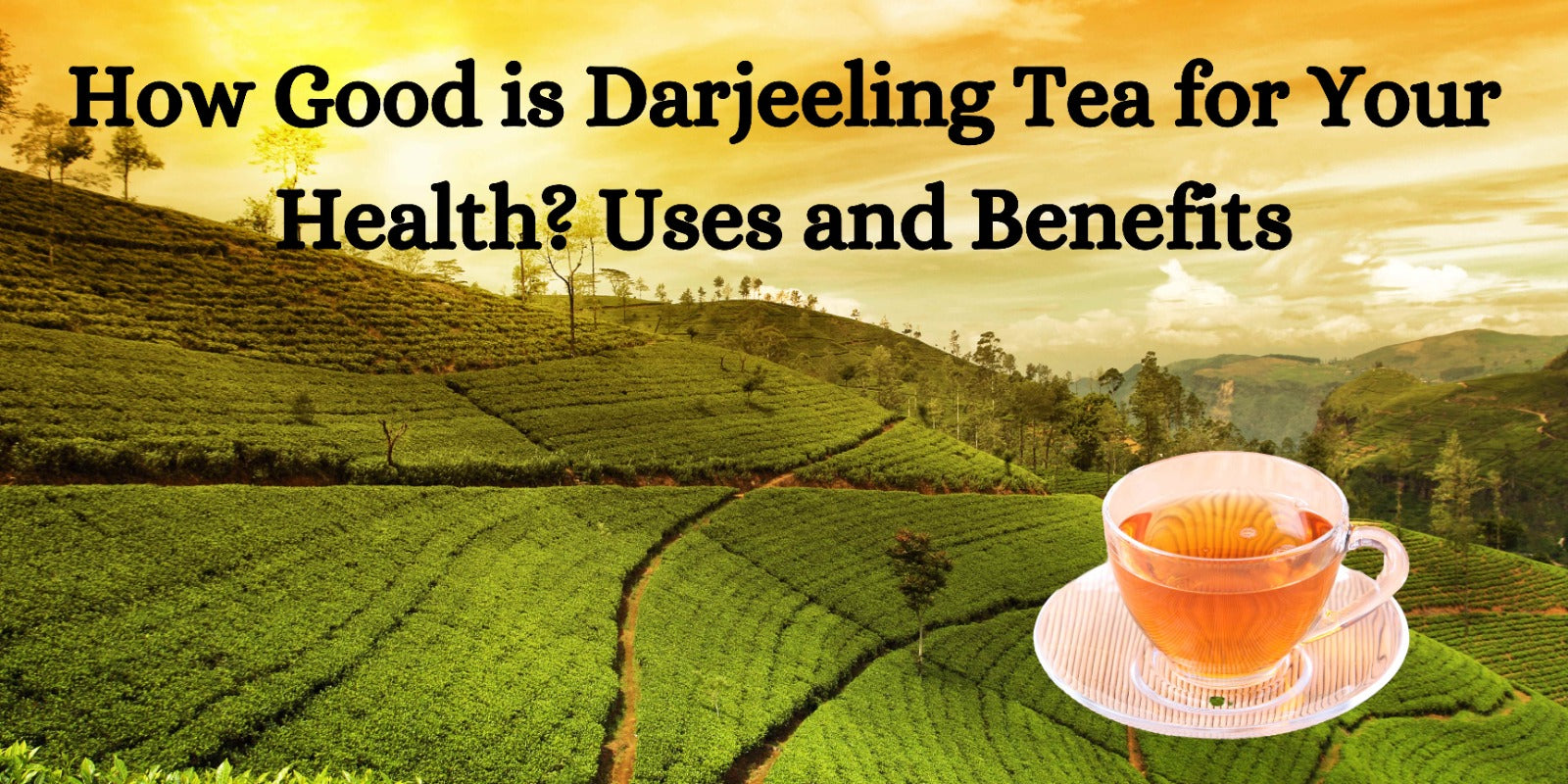 How Good is Darjeeling Tea for Your Health? Uses and Benefits