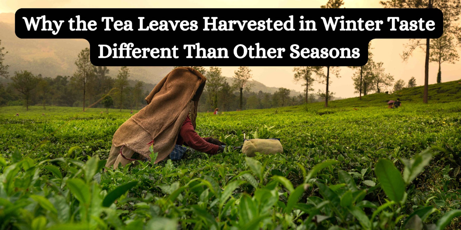 Why the Tea Leaves Harvested in Winter Taste Different Than Other Seasons