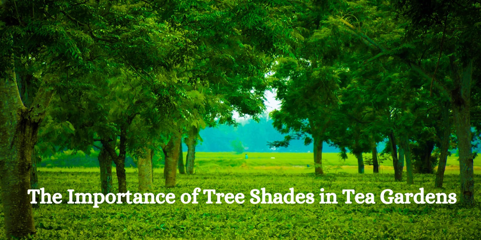 The Importance of Tree Shades in Tea Gardens