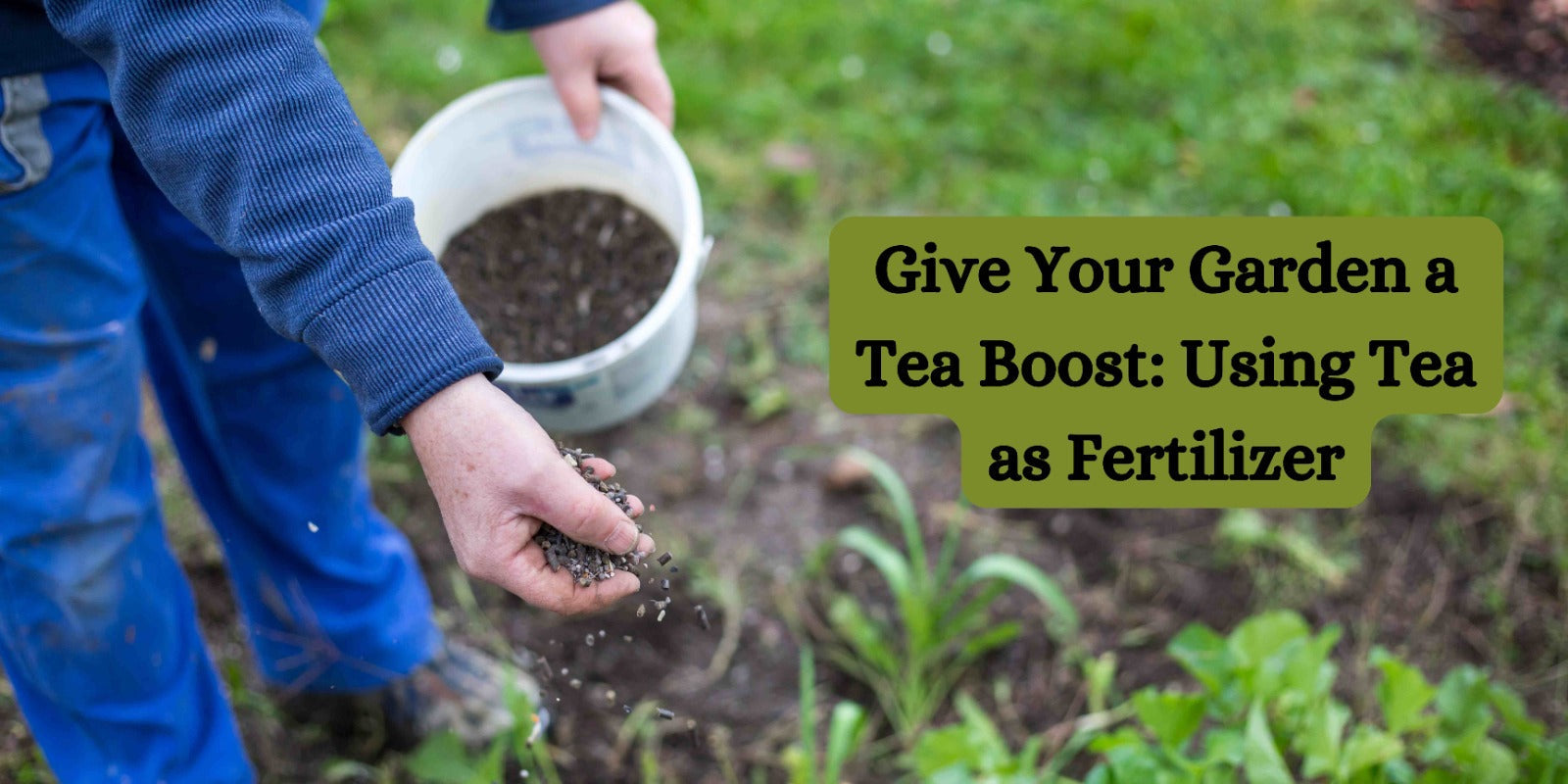 Give Your Garden a Tea Boost: Using Tea as Fertilizer