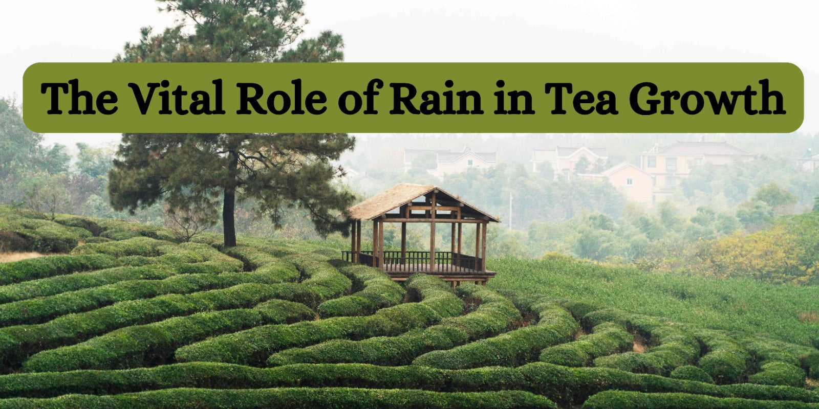 The Vital Role of Rain in Tea Growth