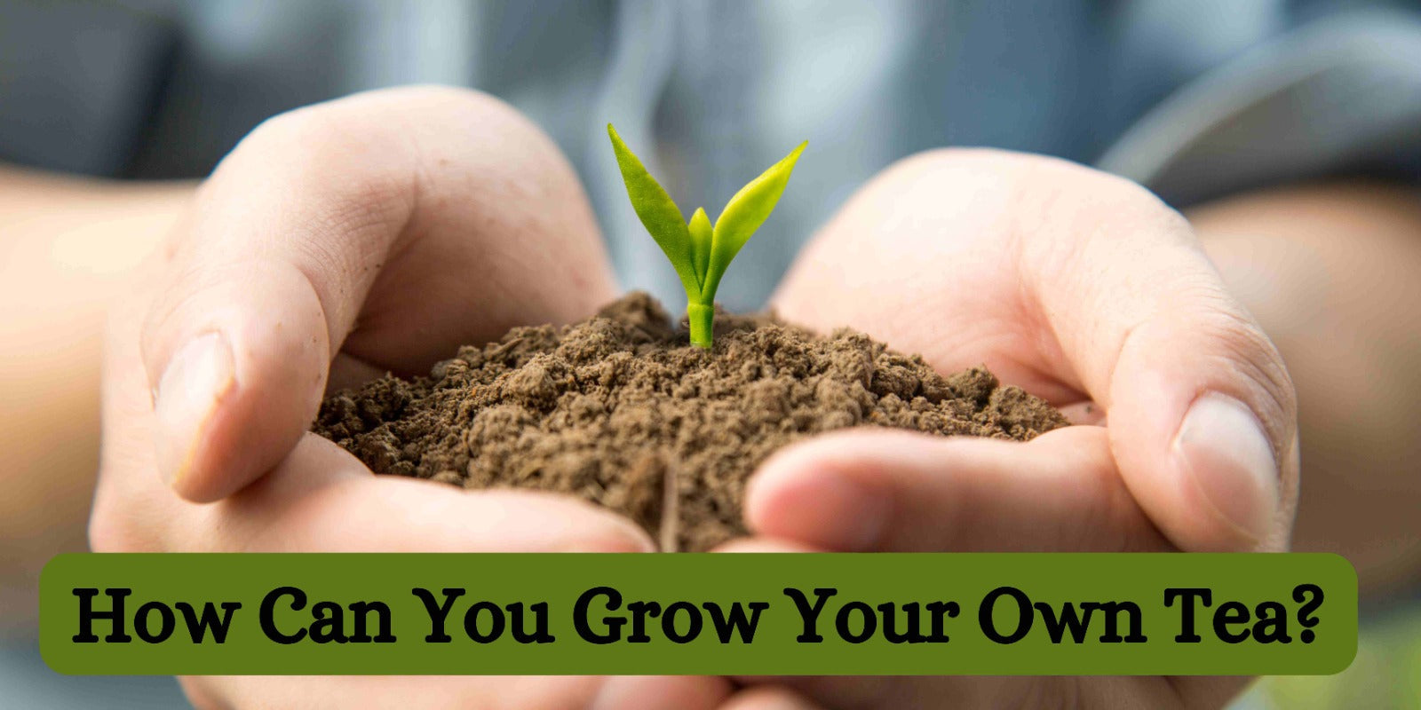 How Can You Grow Your Own Tea?