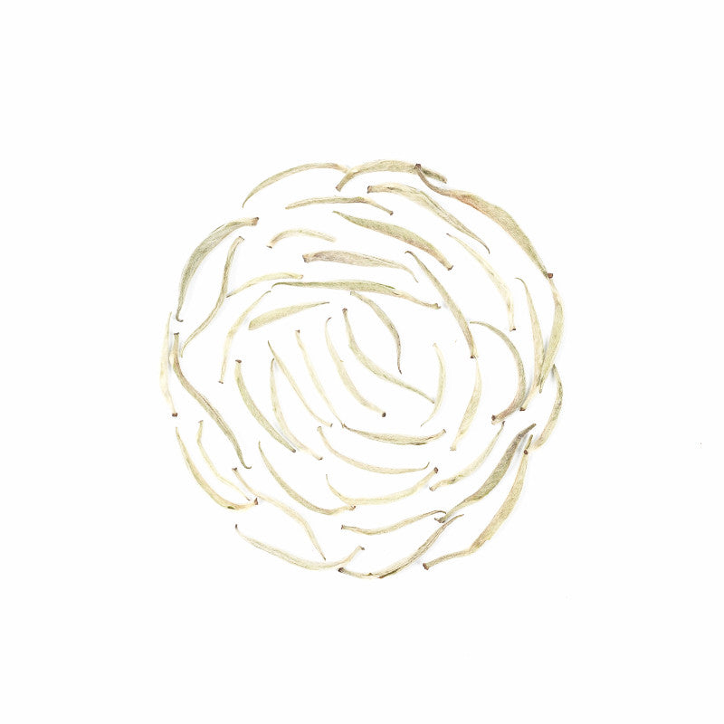 Silver White Tea