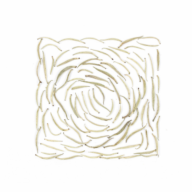 Silver Needle White Tea