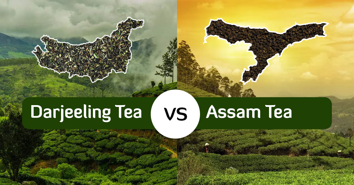 Assam Tea vs Darjeeling Tea