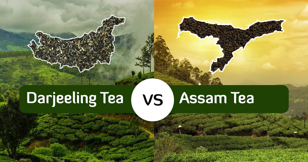 Assam Tea vs Darjeeling Tea: Exploring the Differences