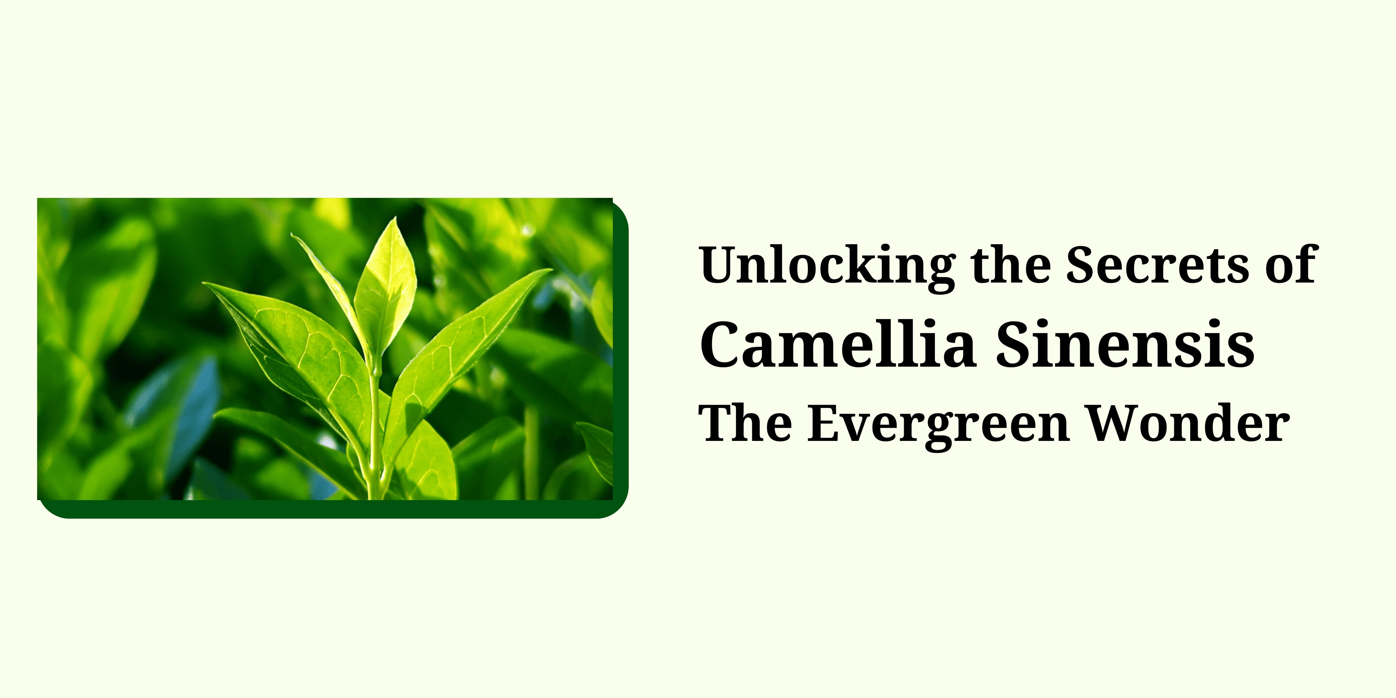 Unlocking the Secrets of Camellia Sinensis: The Evergreen Wonder