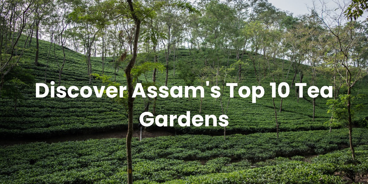 Discover Assam's Top 10 Tea Gardens