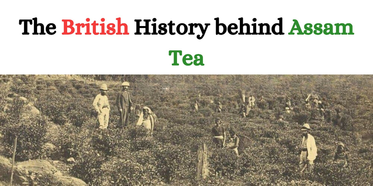 British Tea Origin The British History behind Assam Tea
