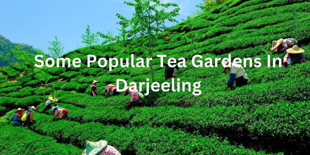 Some Popular Tea Gardens In Darjeeling