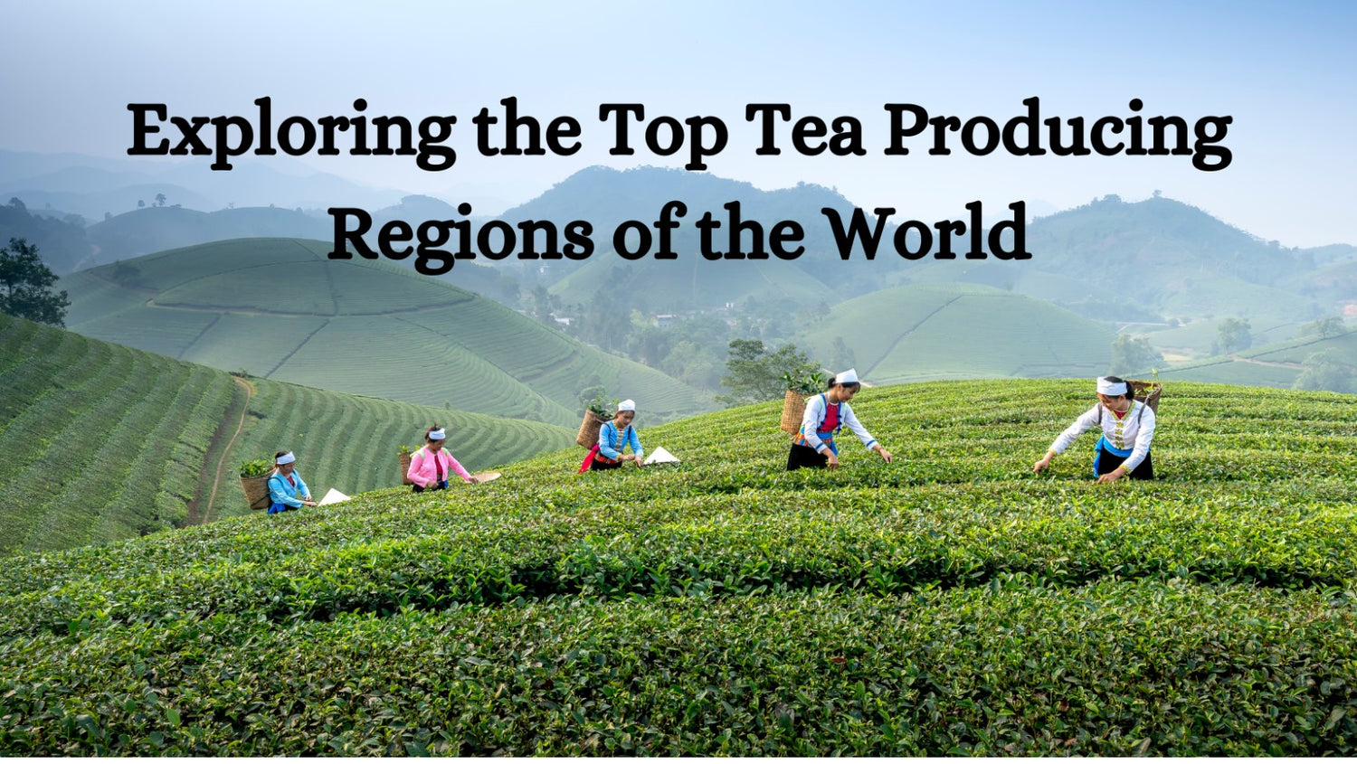 Exploring the Top Tea Producing Regions of the World
