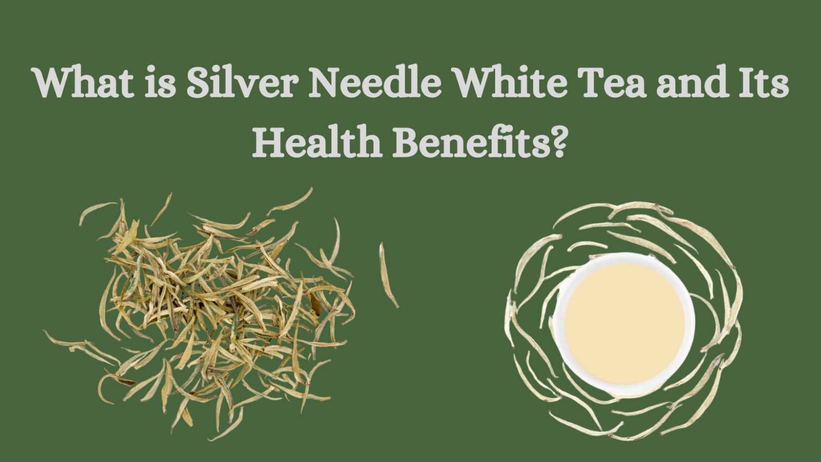 What is Silver Needle White tea and Its Health Benefits