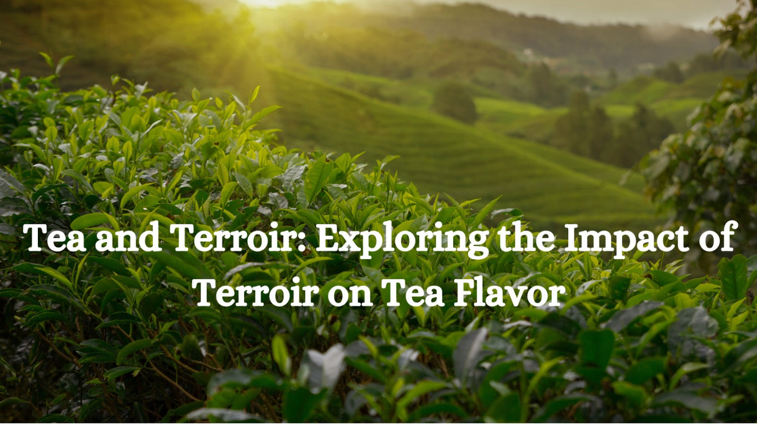 Tea and Terroir: Exploring the Impact of Terroir on Tea Flavor