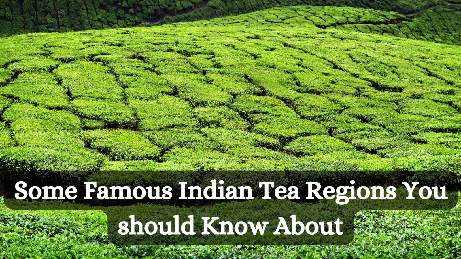 Some Famous Indian Tea Regions You should Know About