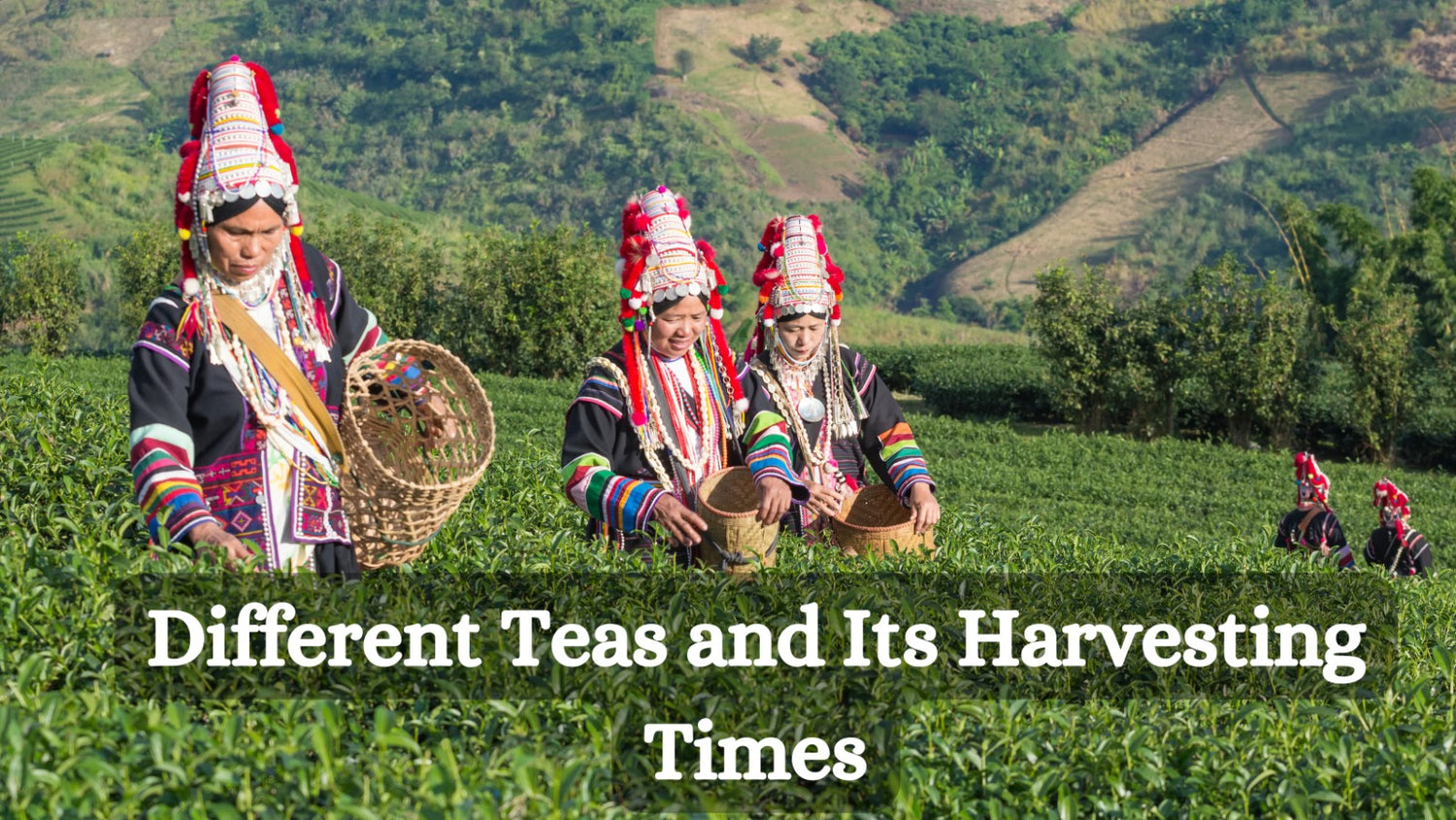 Different Teas and Its Harvesting Times