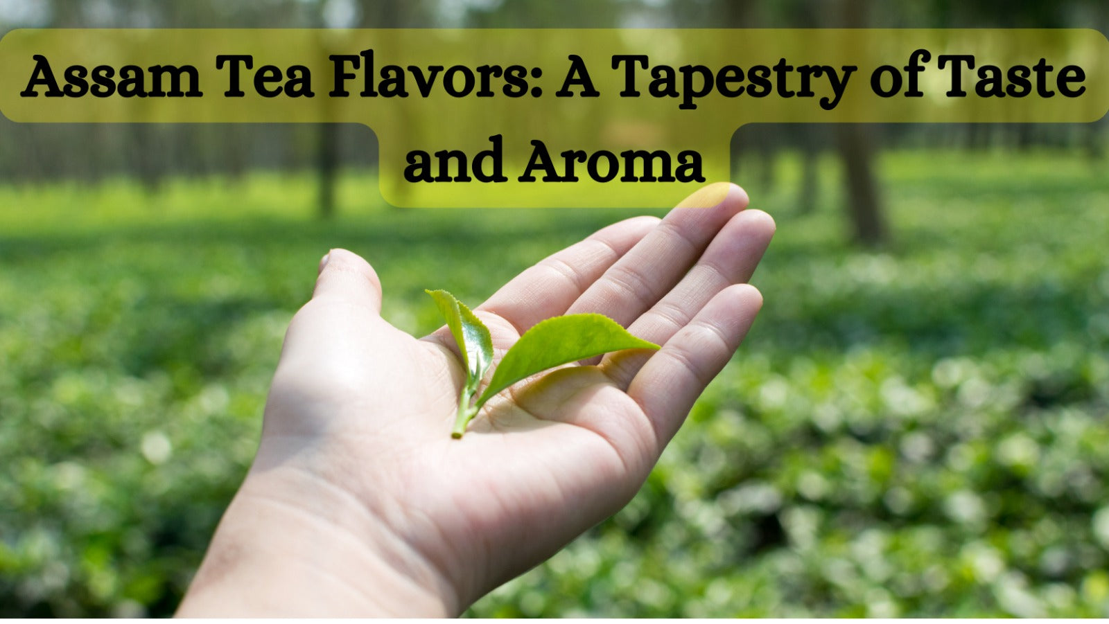 Assam Tea Flavors: A Tapestry of Taste and Aroma