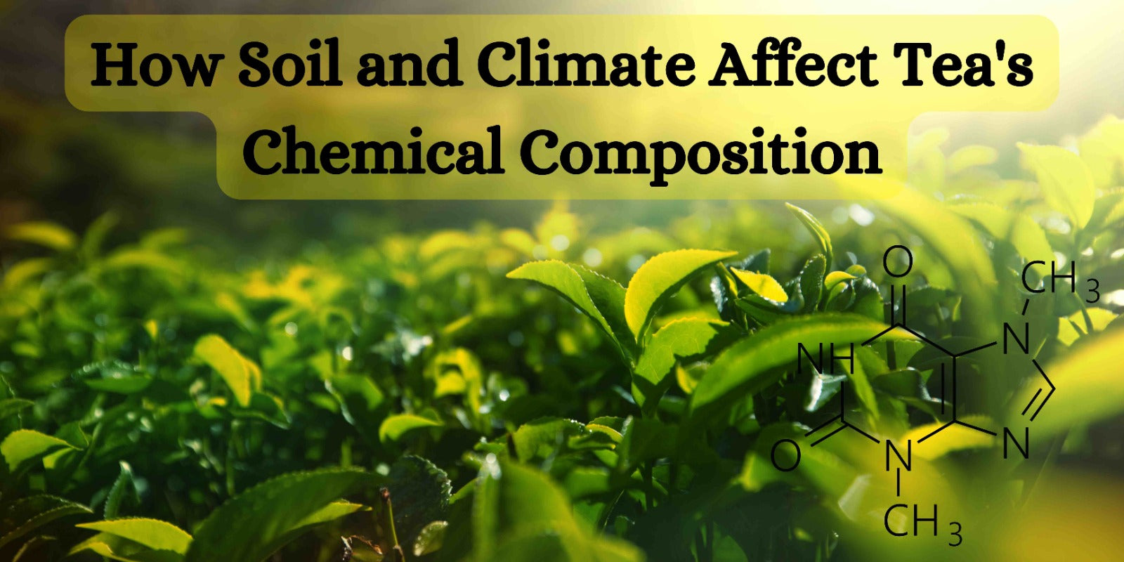 How Soil and Climate Affect Tea's Chemical Composition