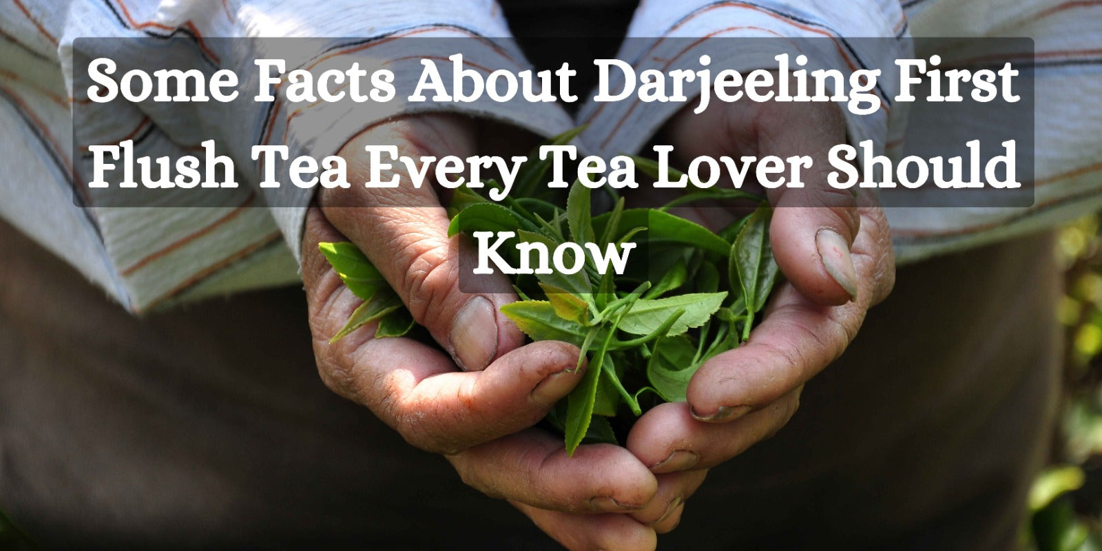 Some Facts About Darjeeling First Flush Tea Every Tea Lover Should Know
