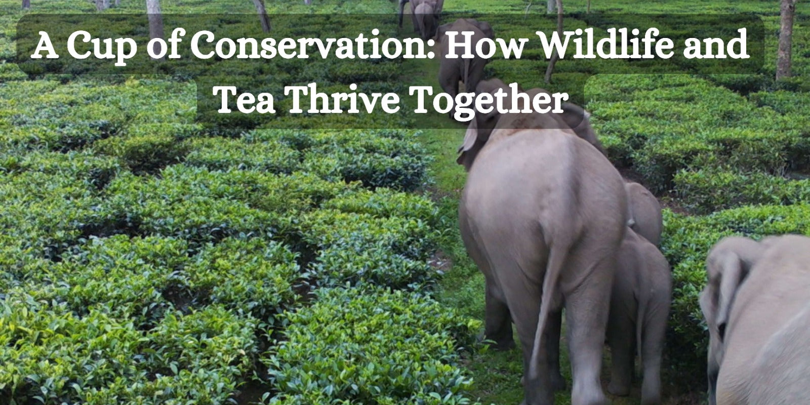 A Cup of Conservation: How Wildlife and Tea Thrive Together