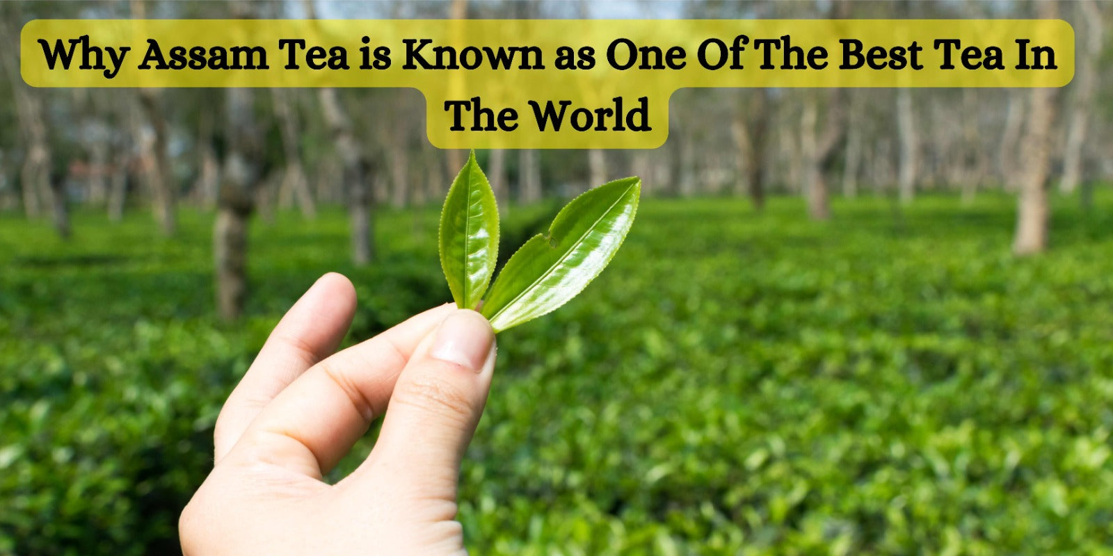 Why Assam Tea is Known as One Of The Best Tea In The World