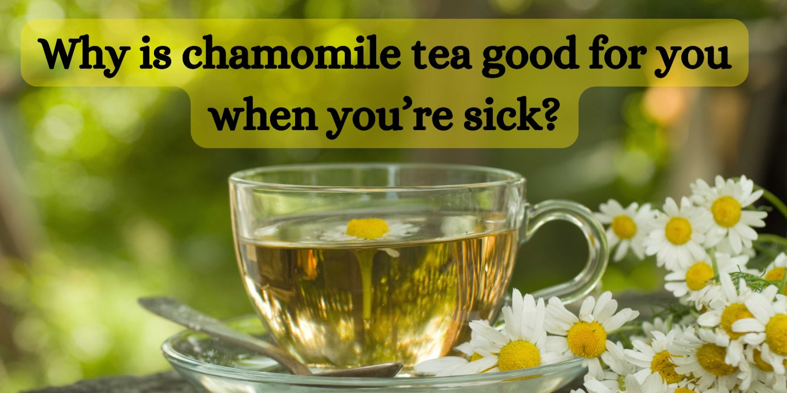 Why is chamomile tea good for you when you’re sick?