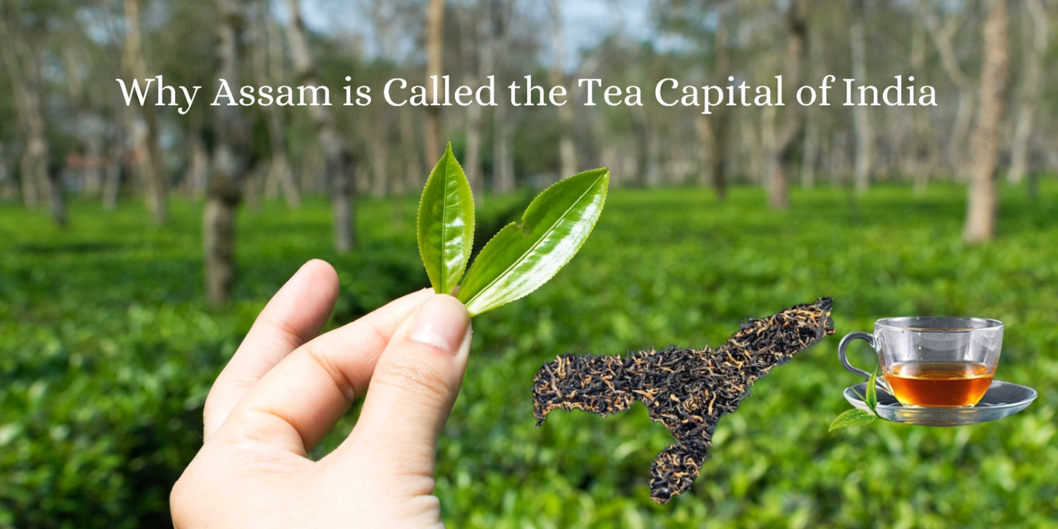 Why Assam is Called the Tea Capital of India