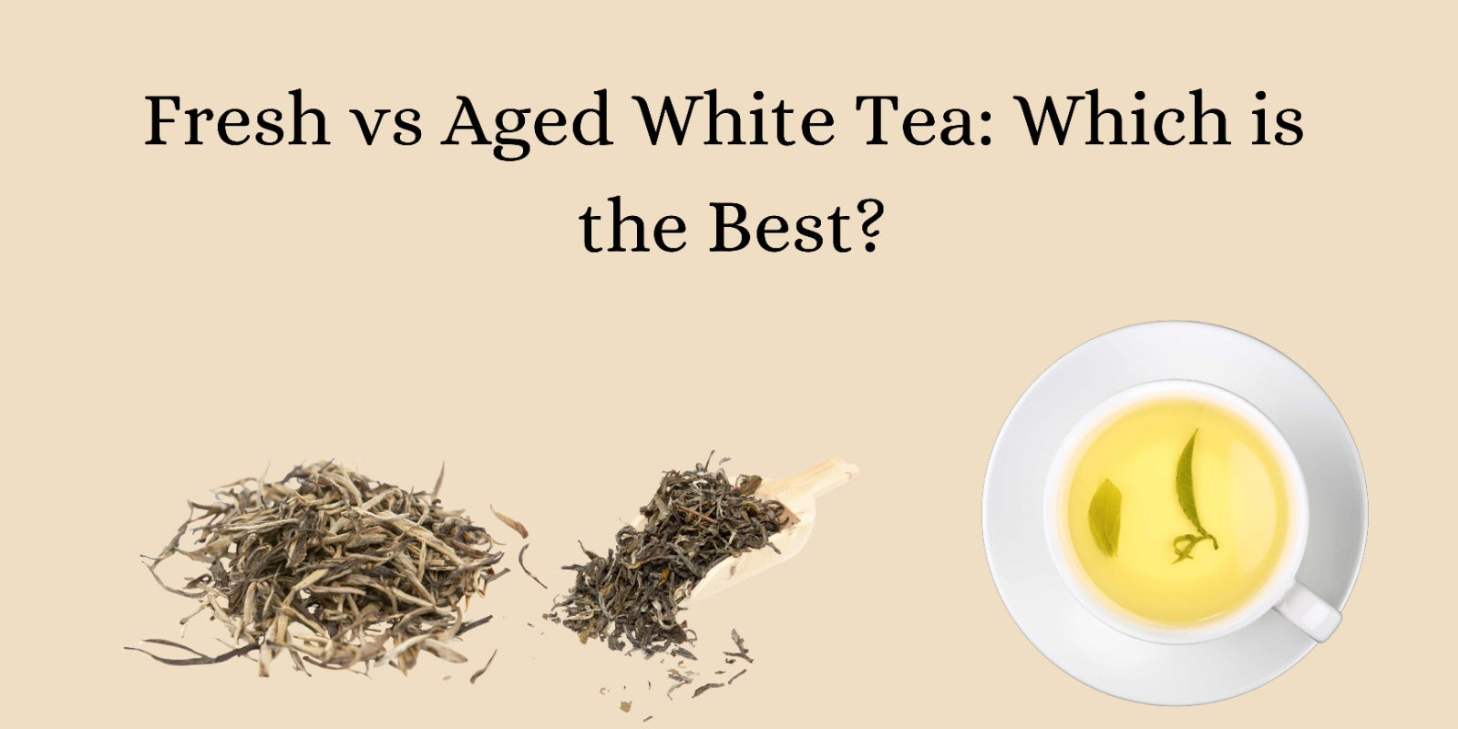 Fresh vs Aged White Tea: Which is the Best?