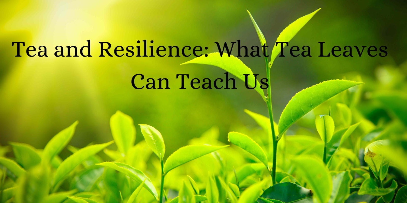 Tea and Resilience: What Tea Leaves Can Teach Us