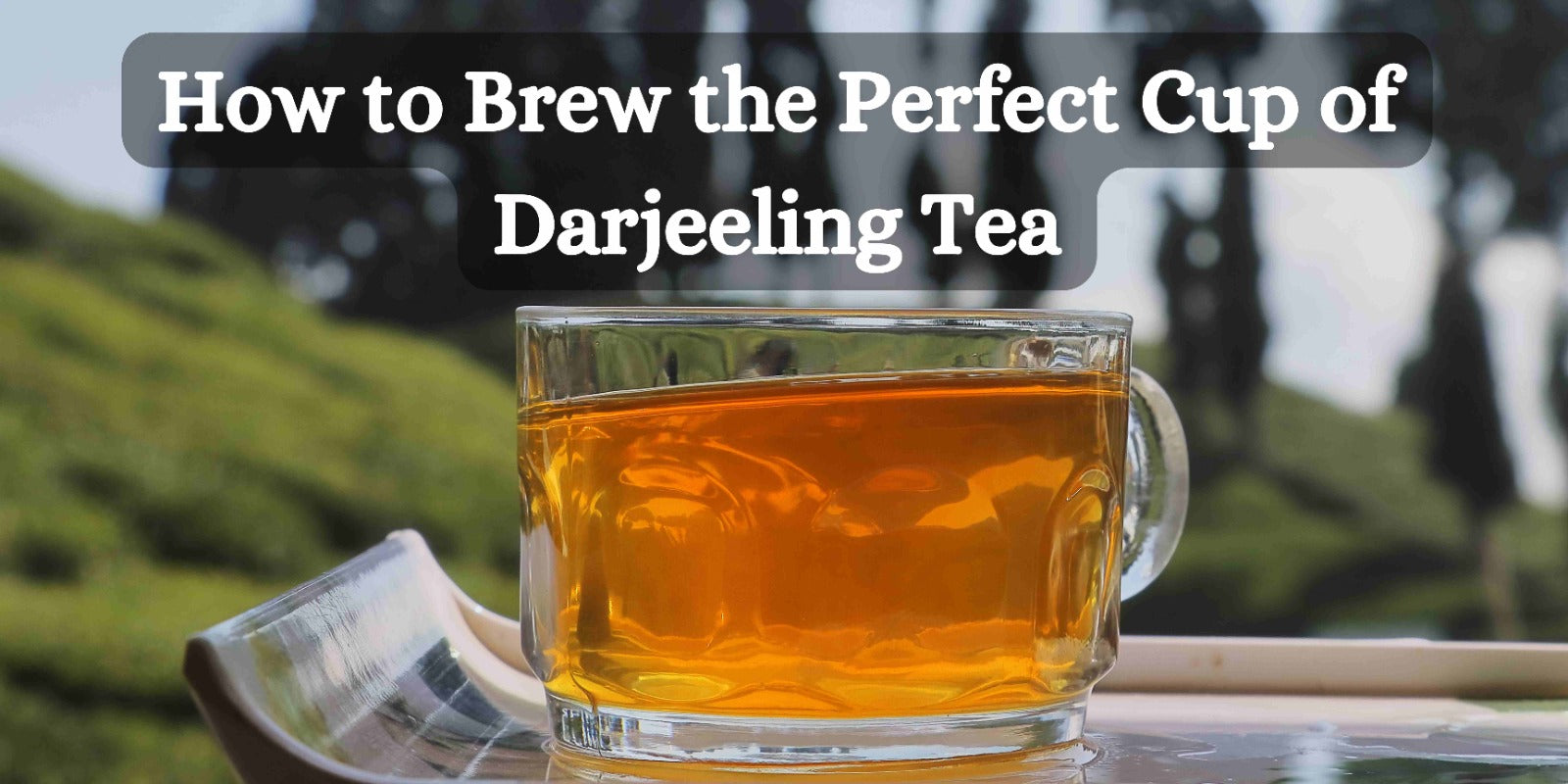 Best Ways to Brewing the Ideal Cup of Darjeeling Tea