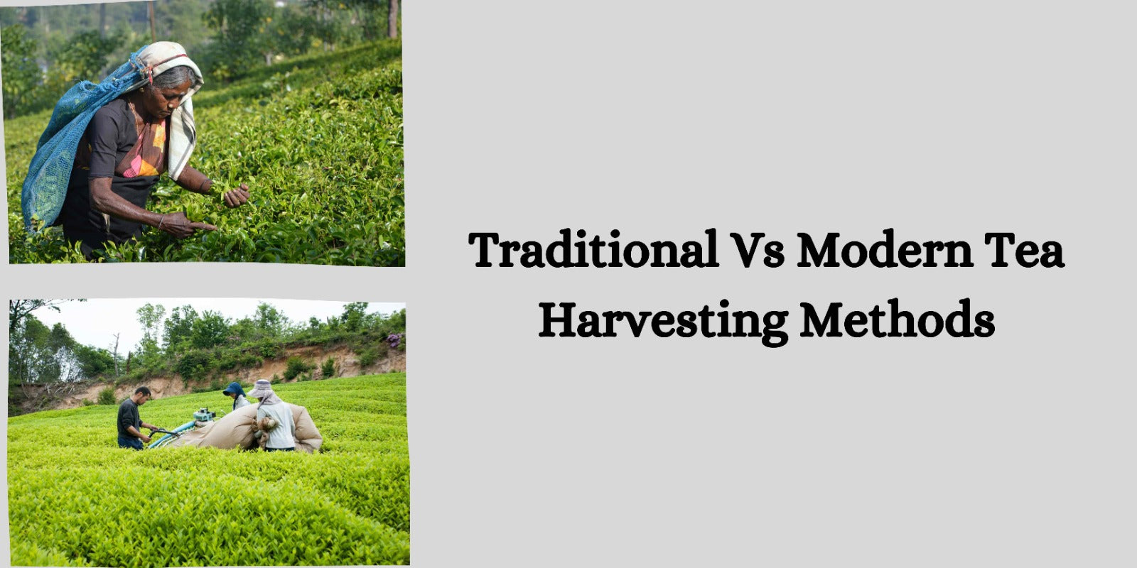 Traditional Vs Modern Tea Harvesting Methods