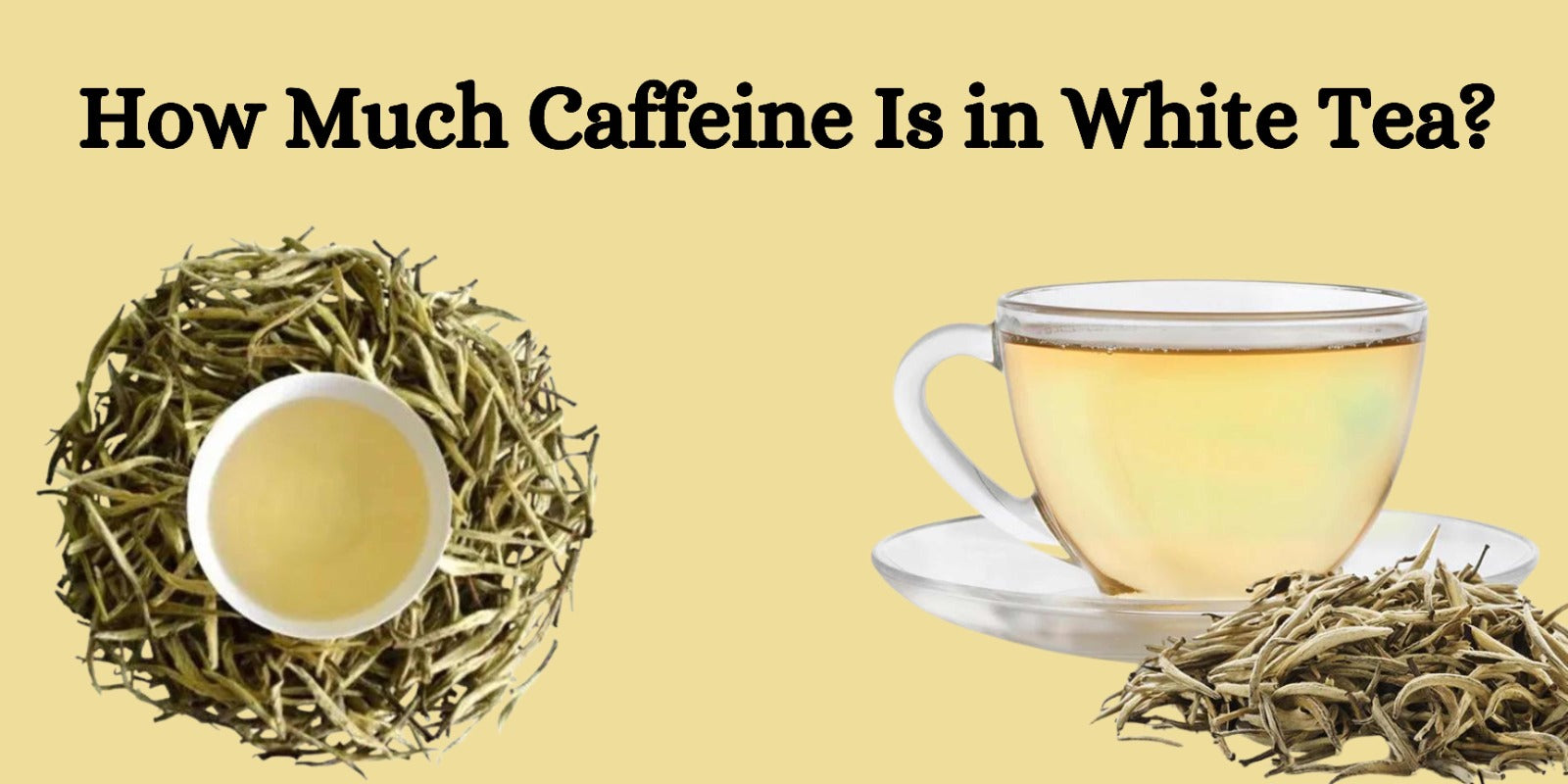 How Much Caffeine Is in White Tea?