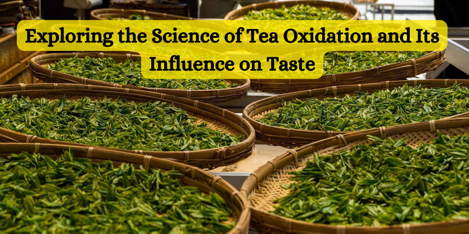 Exploring the Science of Tea Oxidation and Its Influence on Taste