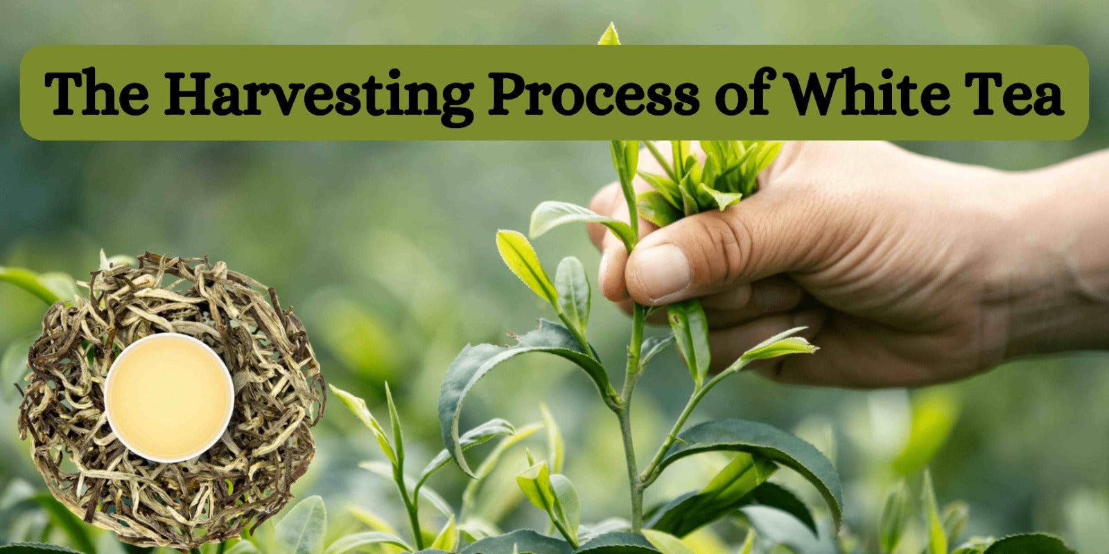 The Harvesting Process of White Tea