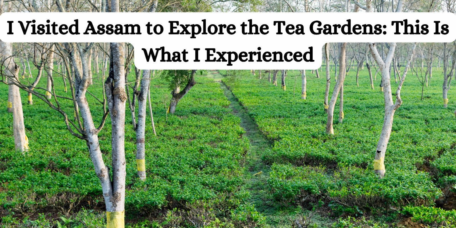 I Visited Assam to Explore the Tea Gardens: This Is What I Experienced