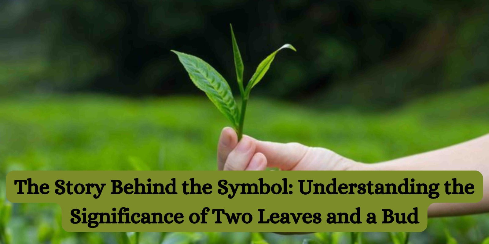 The Story Behind the Symbol: Understanding the Significance of Two Leaves and a Bud.