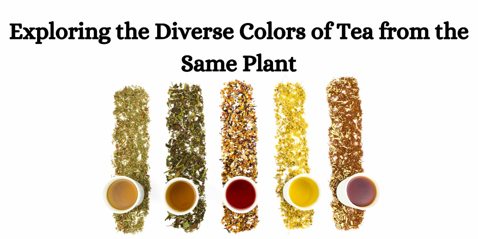 Exploring the Diverse Colors of Tea from the Same Plant